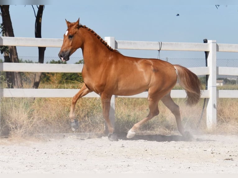 Hispano Arabian Gelding 4 years 15,1 hh Gray-Fleabitten in Miralvalles