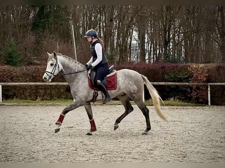 Hispano Arabian Gelding 4 years 15 hh Grey in Neustadt (Wied)