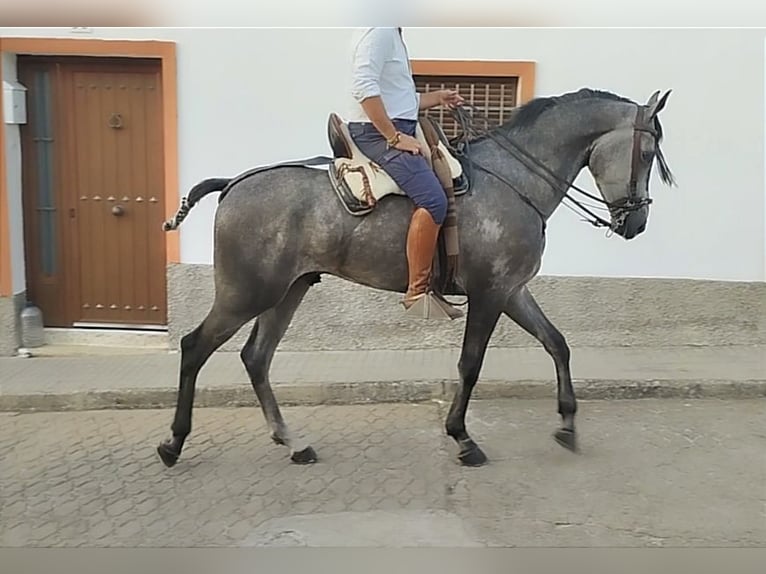 Hispano Arabian Gelding 4 years 16,1 hh Gray in Valencia de Alcántara