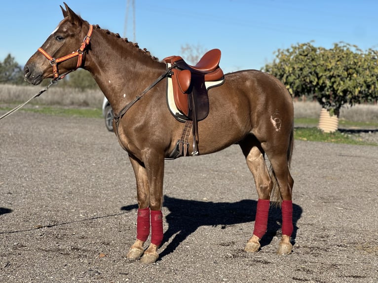 Hispano Arabian Gelding 4 years 16 hh Chestnut-Red in Fuenlabrada