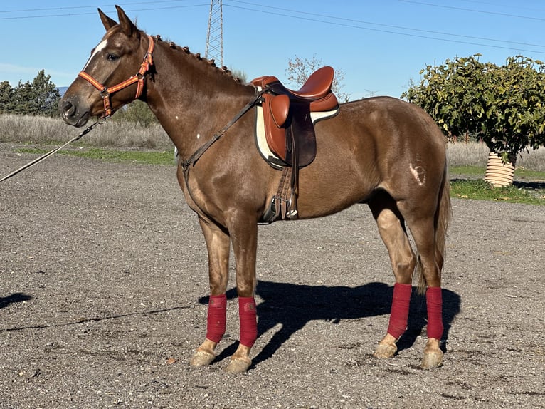 Hispano Arabian Gelding 4 years 16 hh Chestnut-Red in Fuenlabrada