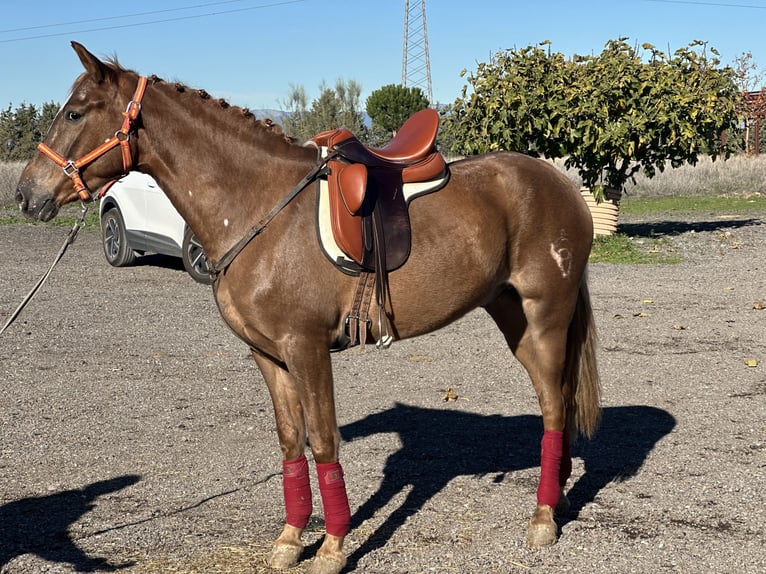 Hispano Arabian Gelding 4 years 16 hh Chestnut-Red in Fuenlabrada