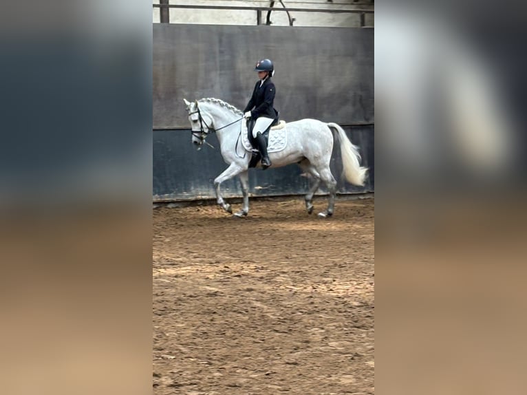 Hispano Arabian Gelding 5 years 14,2 hh White in Kampenhout