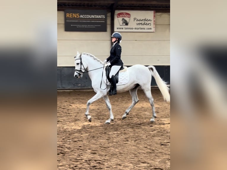 Hispano Arabian Gelding 5 years 14,2 hh White in Kampenhout