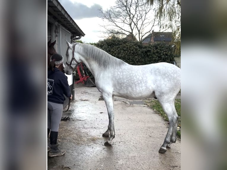Hispano Arabian Gelding 5 years 14,2 hh White in Kampenhout