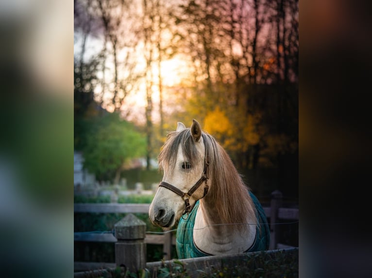 Hispano Arabian Gelding 5 years 14,2 hh White in Kampenhout
