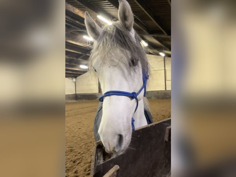 Hispano Arabian Gelding 5 years 14,2 hh White in Kampenhout