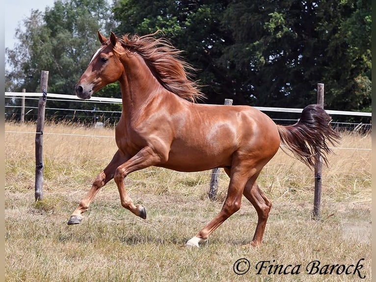 Hispano Arabian Gelding 5 years 15.1 hh Chestnut-Red in Wiebelsheim