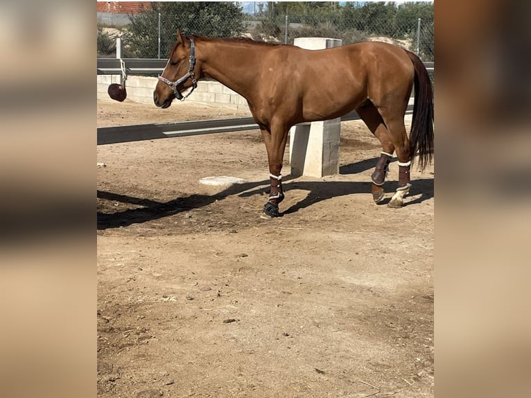 Hispano Arabian Gelding 5 years 15,2 hh Chestnut in Murcia