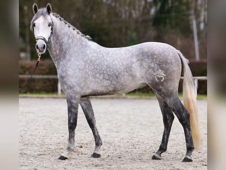 Hispano Arabian Gelding 5 years 15 hh Grey in Neustadt (Wied)