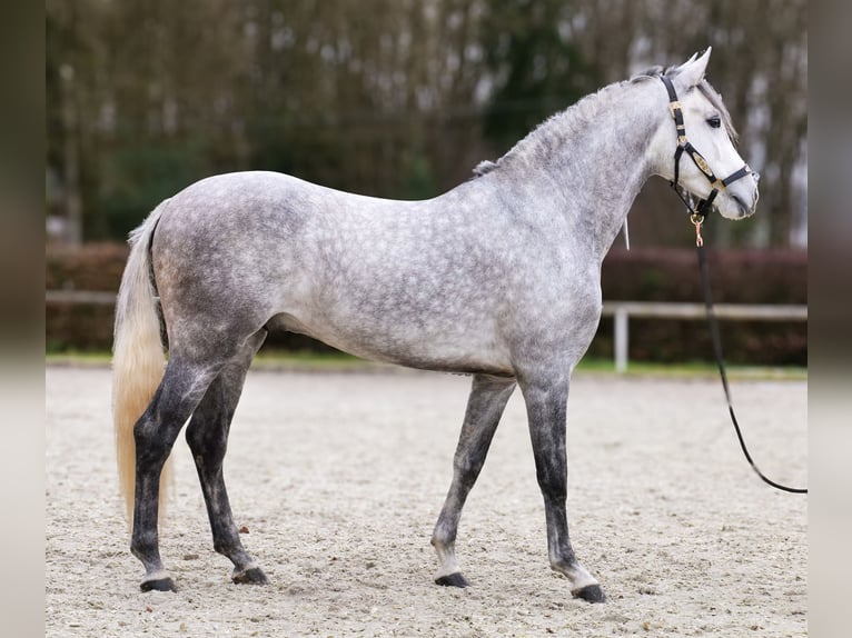 Hispano Arabian Gelding 5 years 15 hh Grey in Neustadt (Wied)
