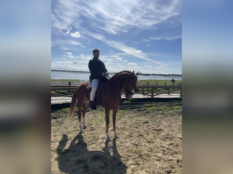 Hispano Arabian Gelding 5 years 16.1 hh Chestnut-Red in Ciudad Real