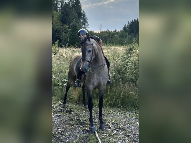 Hispano Arabian Gelding 5 years 16 hh Brown Falb mold in Peiting