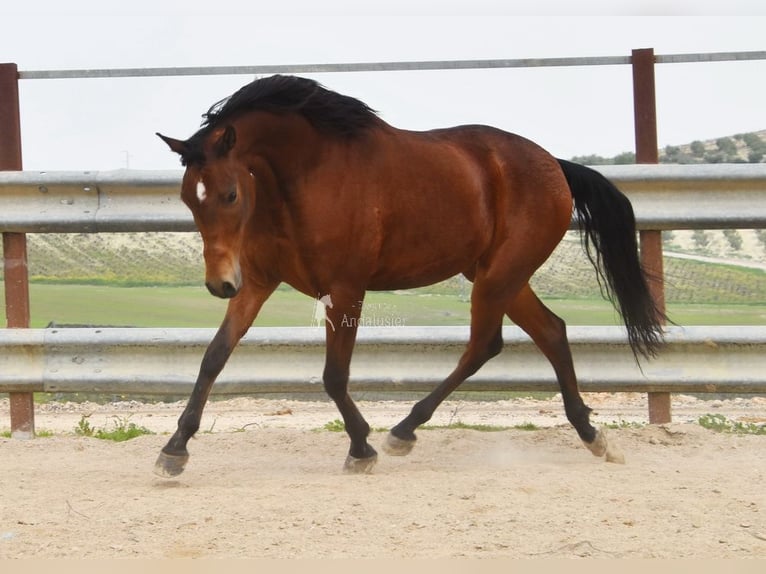 Hispano Arabian Gelding 5 years 16 hh Brown in Provinz Cordoba