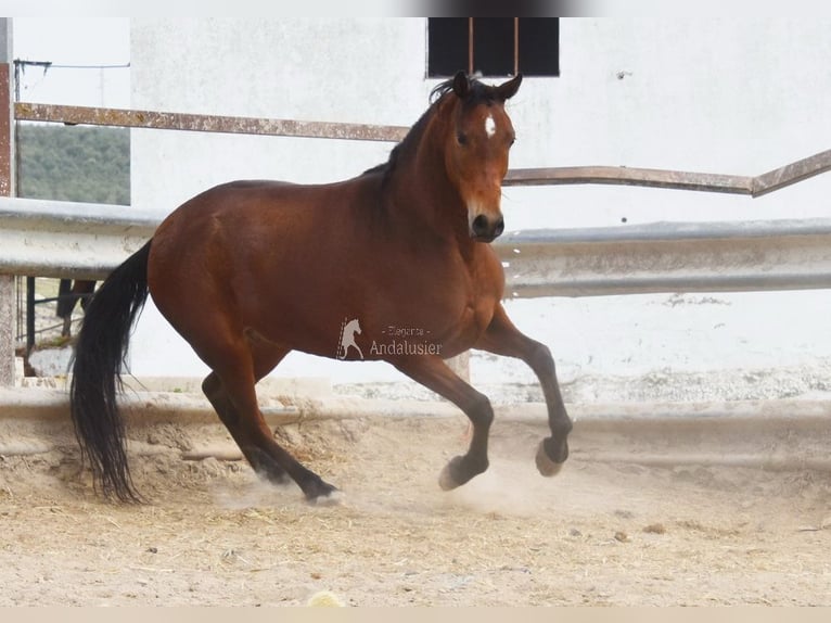 Hispano Arabian Gelding 5 years 16 hh Brown in Provinz Cordoba