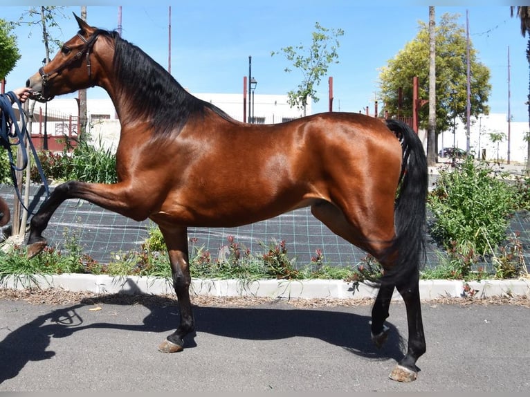 Hispano Arabian Gelding 5 years 16 hh Brown in Provinz Cordoba