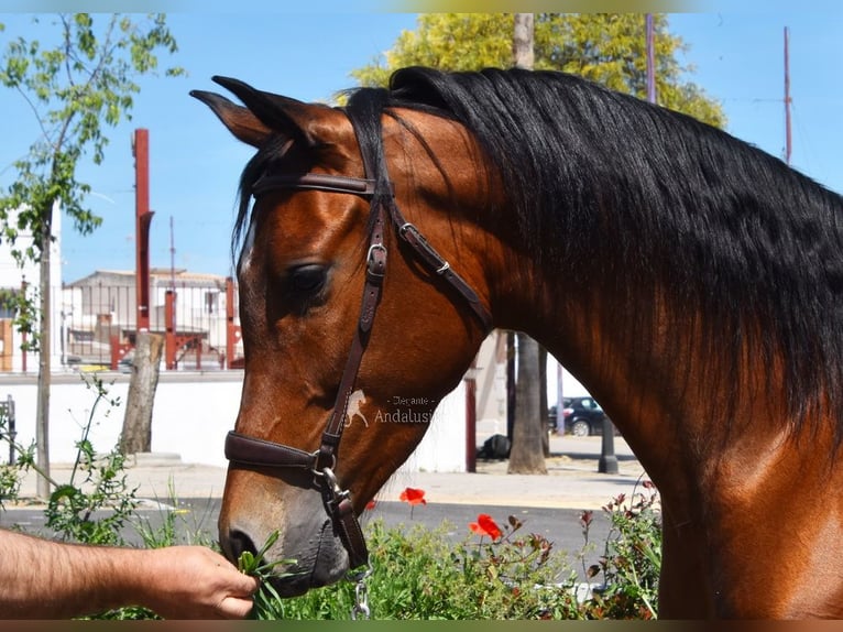 Hispano Arabian Gelding 5 years 16 hh Brown in Provinz Cordoba