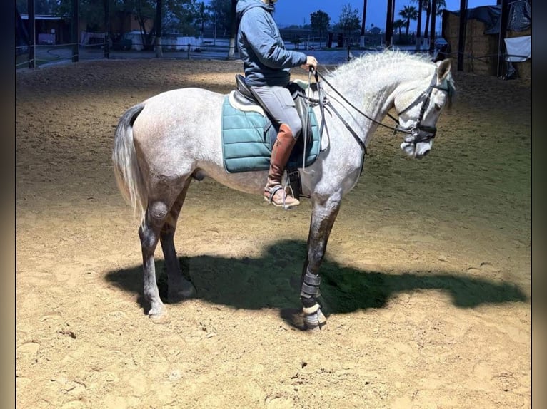 Hispano Arabian Gelding 5 years 16,1 hh Grey-Dark-Tan in Cordoba