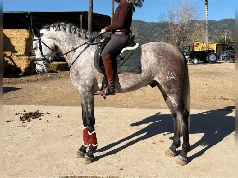 Hispano Arabian Gelding 5 years 16,1 hh Grey-Dark-Tan in Cordoba