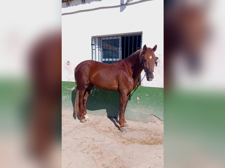 Hispano Arabian Gelding 5 years Chestnut-Red in Madrid