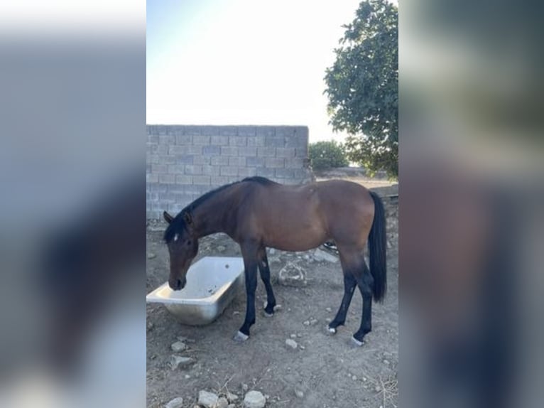 Hispano Arabian Mix Gelding 6 years 15.2 hh Brown in Arroyo De La Luz