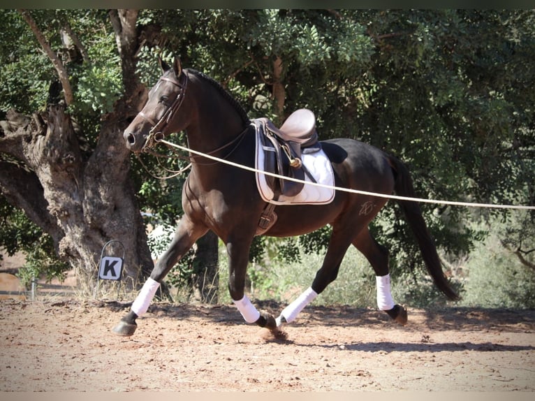 Hispano Arabian Gelding 6 years 15,2 hh Smoky-Black in Valencia