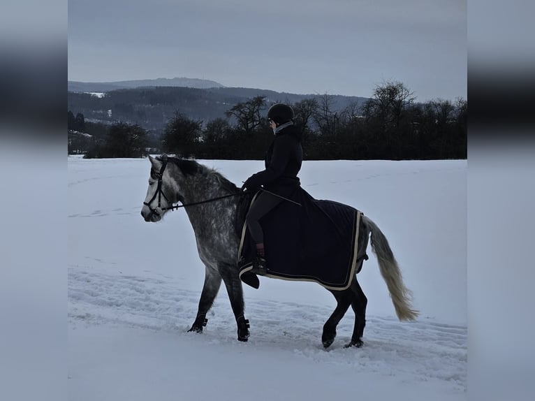 Hispano Arabian Mix Gelding 6 years 15,1 hh Grey in Heuchelheim
