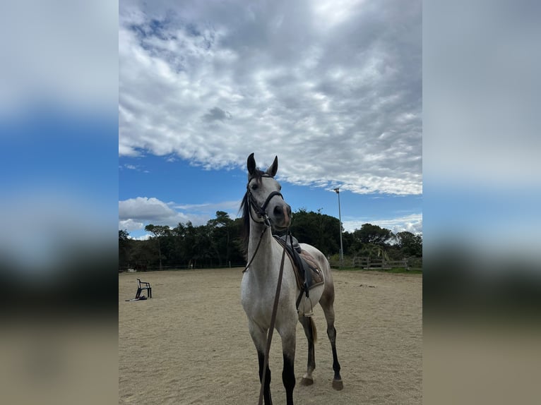 Hispano Arabian Gelding 6 years 16,1 hh Gray in Cassa De La Selva