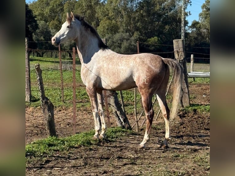 Hispano Arabian Gelding 7 years 15,1 hh in Vejer de la Frontera