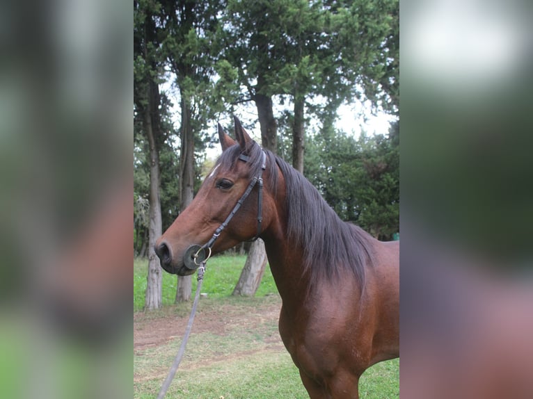 Hispano Arabian Gelding 7 years 15 hh Brown in Les Baux-de-Provence