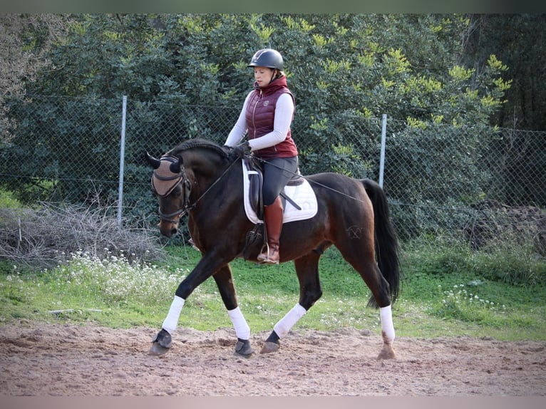 Hispano Arabian Gelding 7 years 15,2 hh Smoky-Black in Valencia