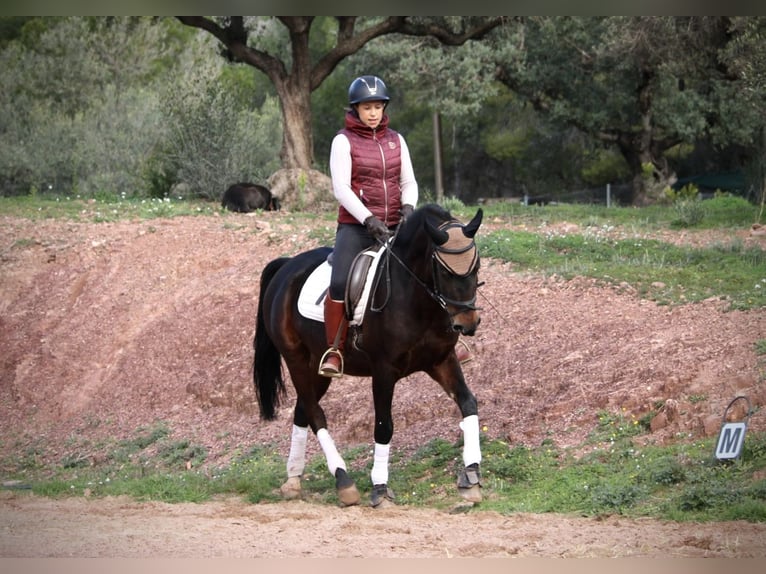 Hispano Arabian Gelding 7 years 15,2 hh Smoky-Black in Valencia