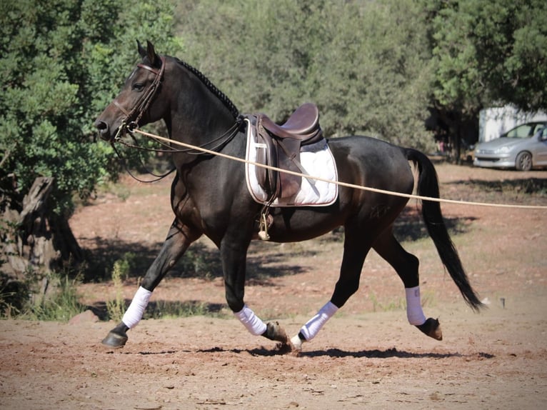 Hispano Arabian Gelding 7 years 15,2 hh Smoky-Black in Valencia