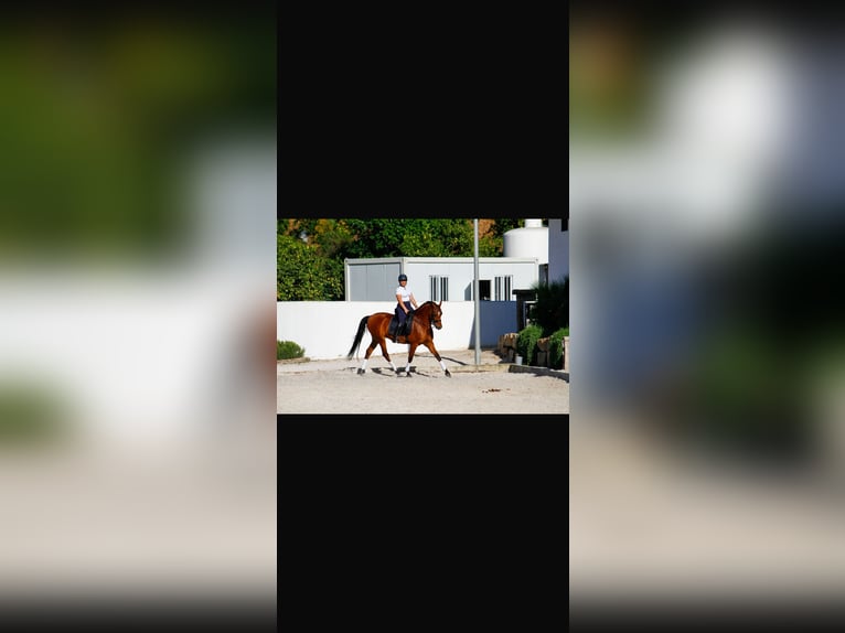 Hispano Arabian Gelding 7 years 16 hh Brown in El Cigarral