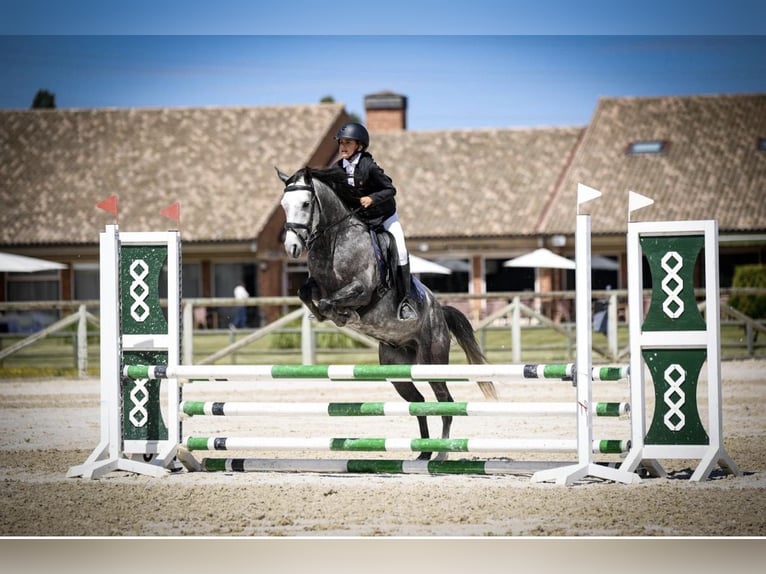 Hispano Arabian Gelding 8 years 14,1 hh Grey in Valladolid