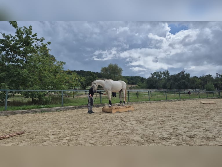 Hispano Arabian Gelding 8 years 14,2 hh Grey-Fleabitten in Altendorf