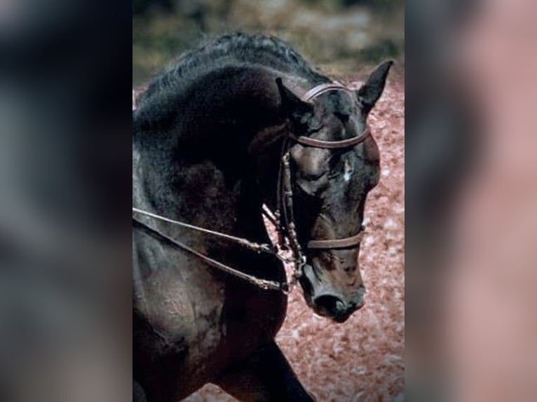 Hispano Arabian Mix Gelding 8 years 15,2 hh Smoky-Black in Valencia