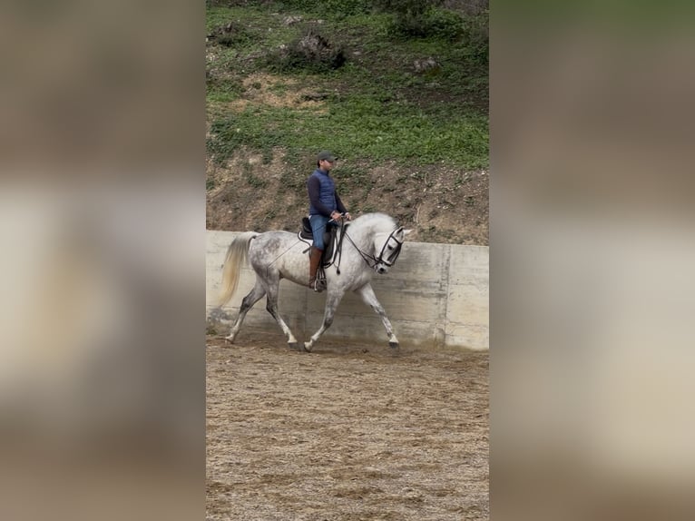 Hispano Arabian Gelding 8 years 16 hh Grey in Arcos de La frontera