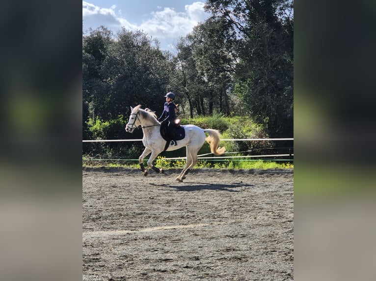 Hispano Arabian Gelding 9 years 15,3 hh Grey in Blanes