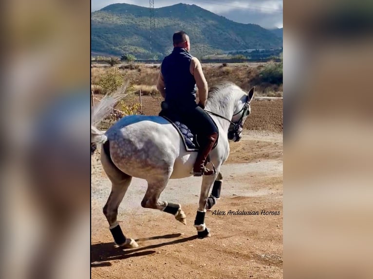 Hispano Arabian Gelding 9 years 16 hh Gray in Sevilla