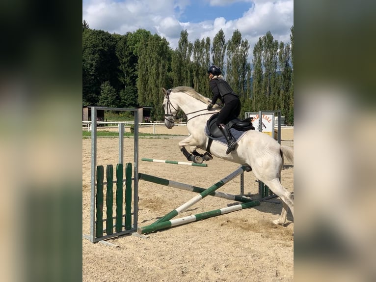 Hispano Arabian Gelding 9 years 16 hh Gray in Sankt Marein im Mürztal