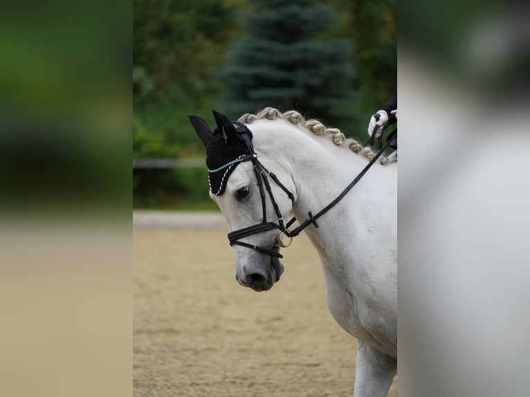 Hispano Arabian Gelding 9 years 16 hh Gray in Sankt Marein im Mürztal