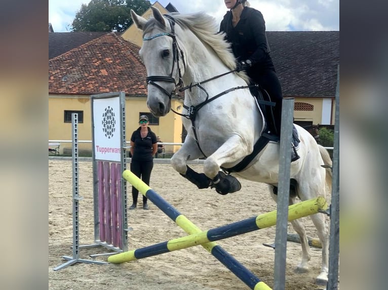 Hispano Arabian Gelding 9 years 16 hh Gray in Sankt Marein im Mürztal