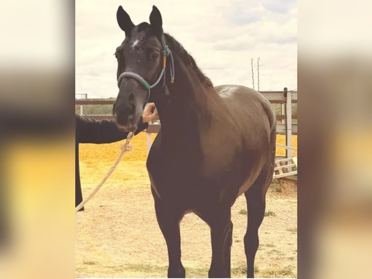 Hispano Arabian Mix Gelding 9 years 16,1 hh Black in Dos Hermanas