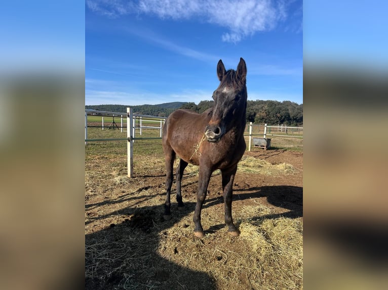Hispano Arabian Gelding Foal (01/2026)  in Girona