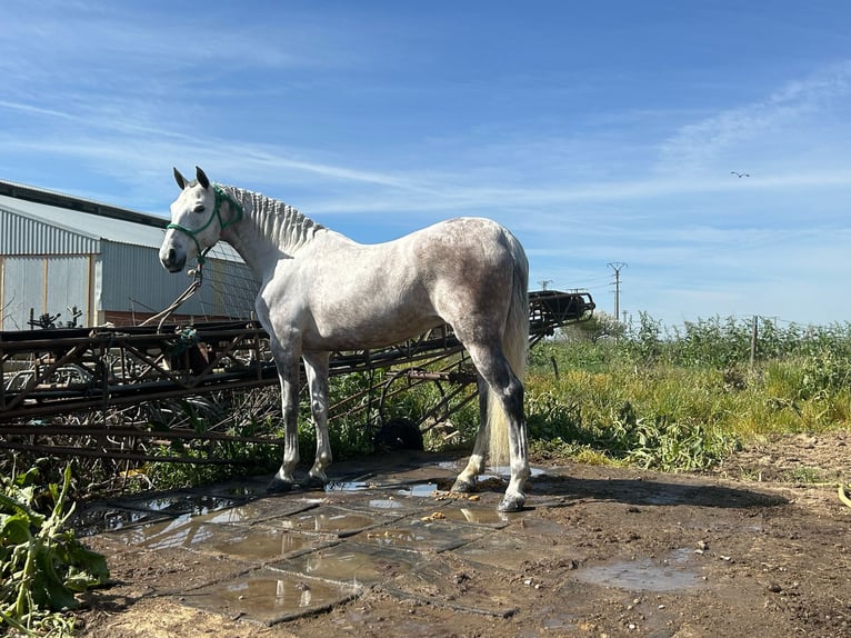 Hispano Arabian Mare 10 years 15,1 hh Gray in Ezkio