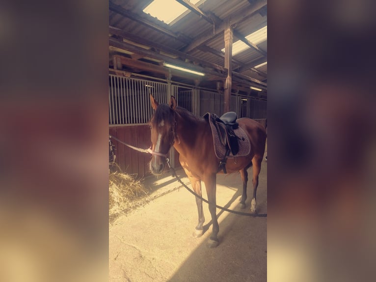 Hispano Arabian Mare 11 years 15 hh in Efringen-Kirchen