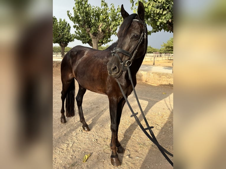 Hispano Arabian Mare 12 years 14.1 hh Black in Barcelona