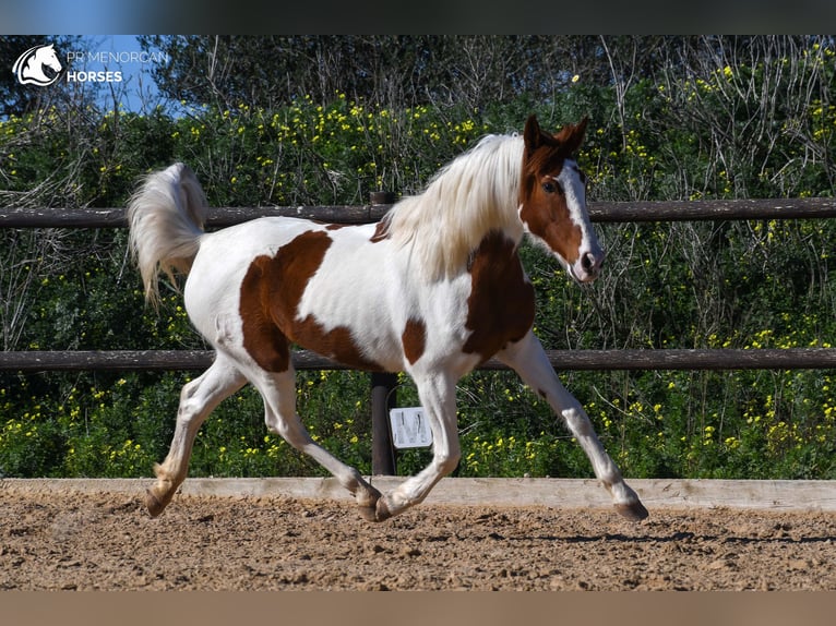 Hispano Arabian Mix Mare 12 years 15 hh Pinto in Menorca