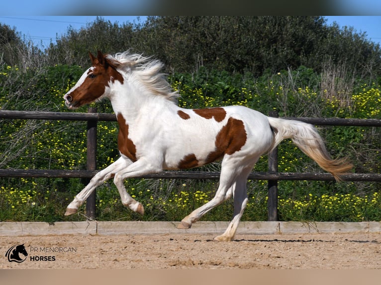 Hispano Arabian Mix Mare 12 years 15 hh Pinto in Menorca